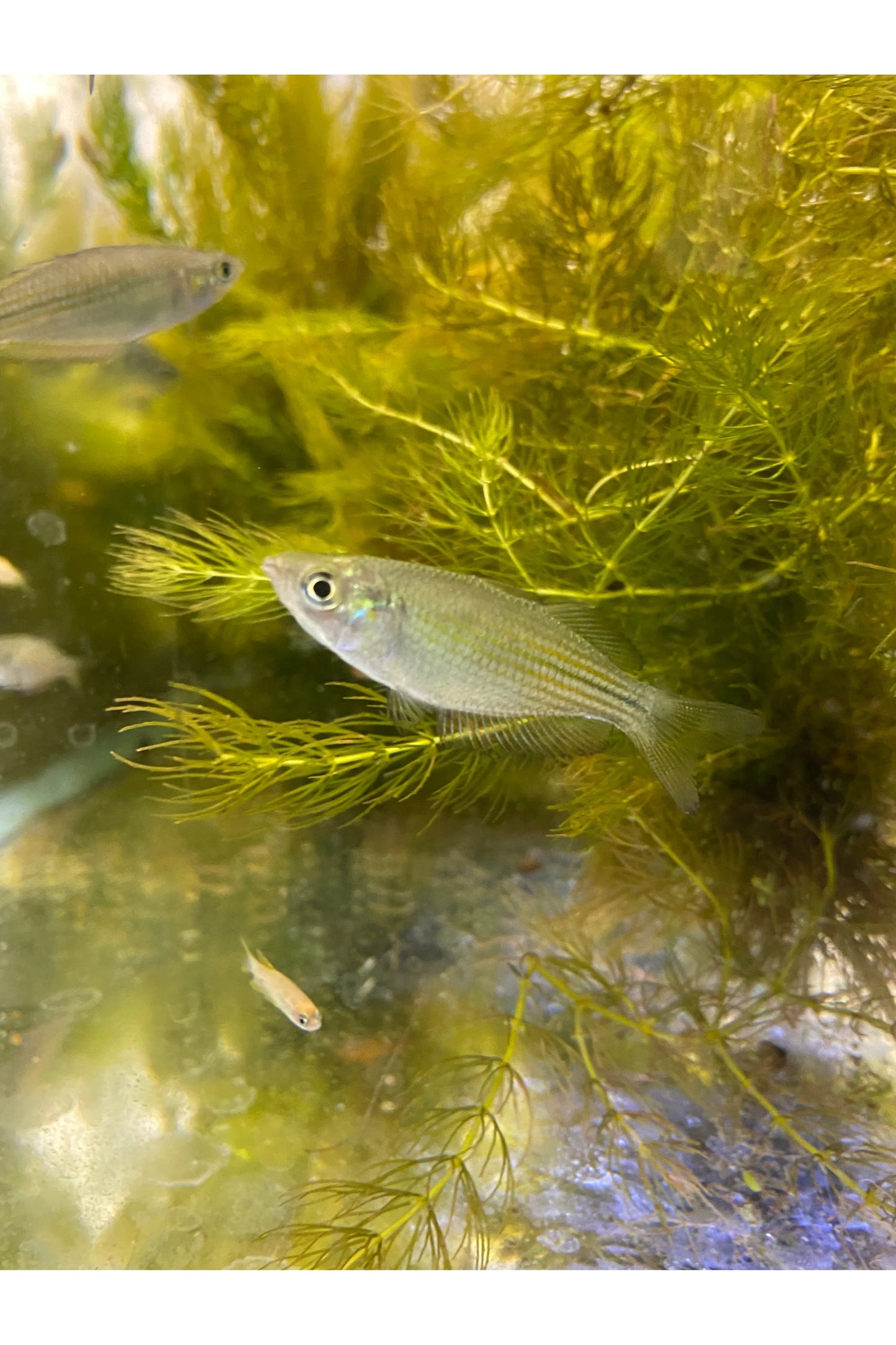 Australian Rainbow Fish