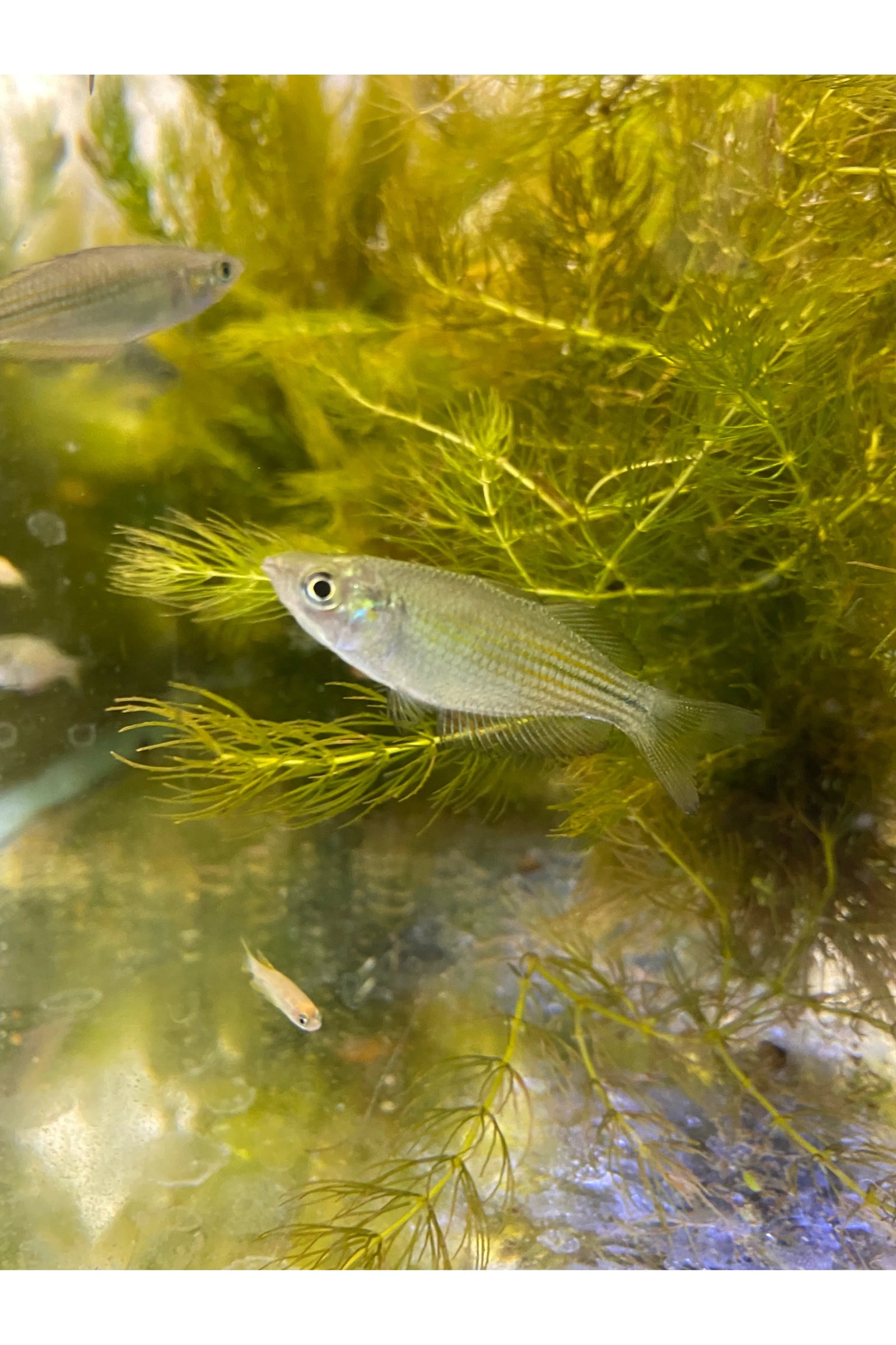Australian Rainbow Fish