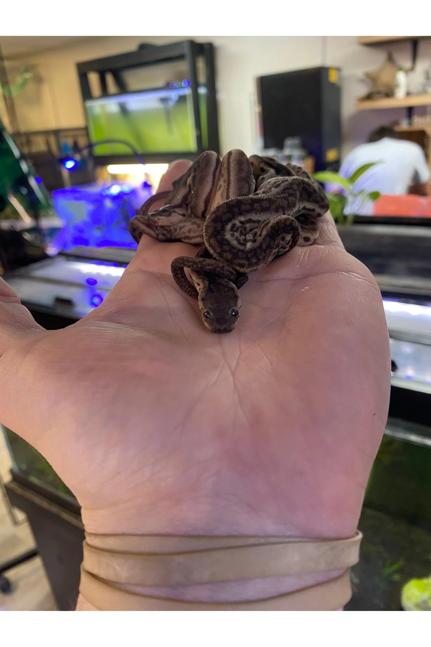 Elephant Trunk Snake - Juvenile