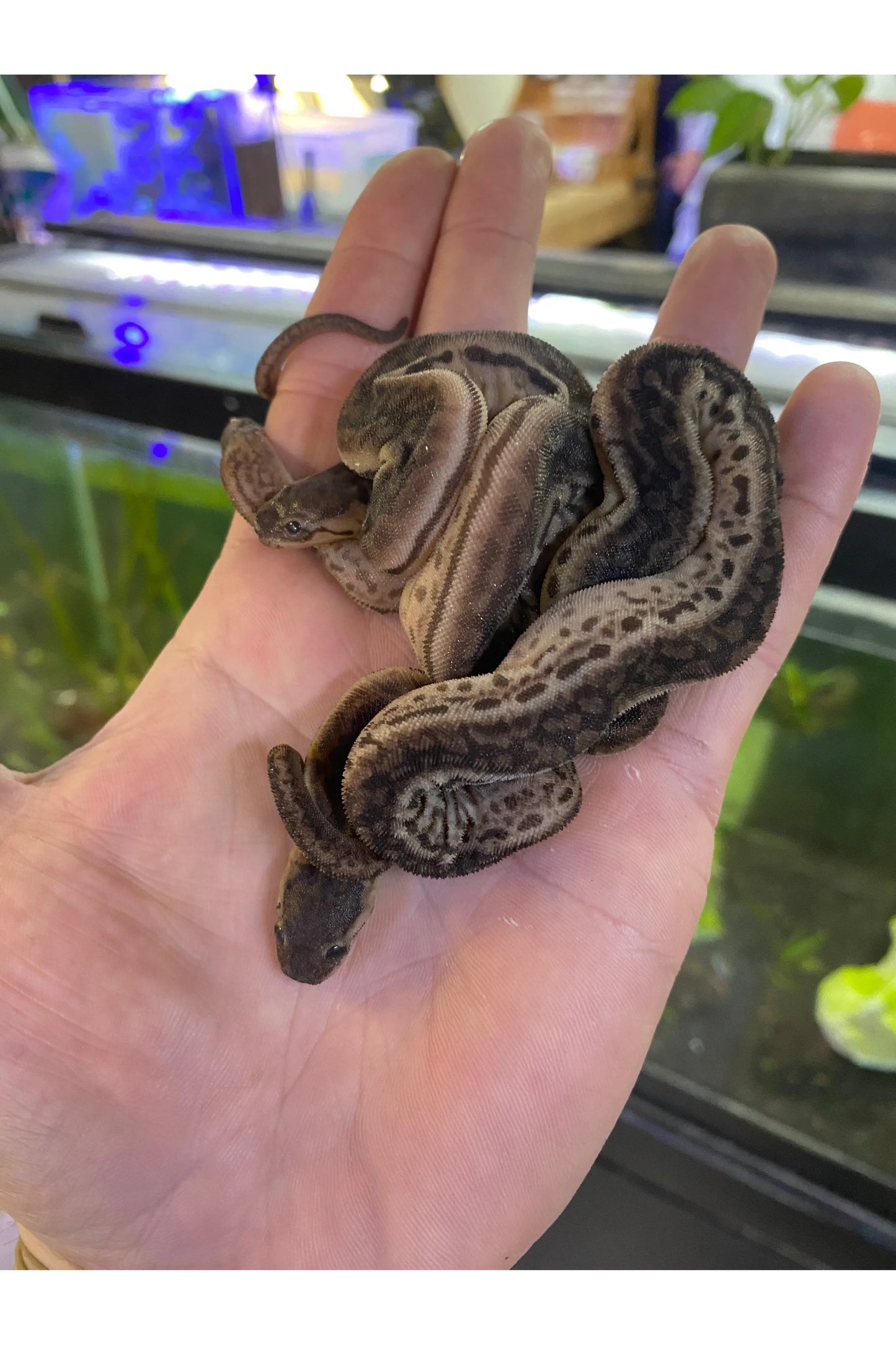 Elephant Trunk Snake - Juvenile