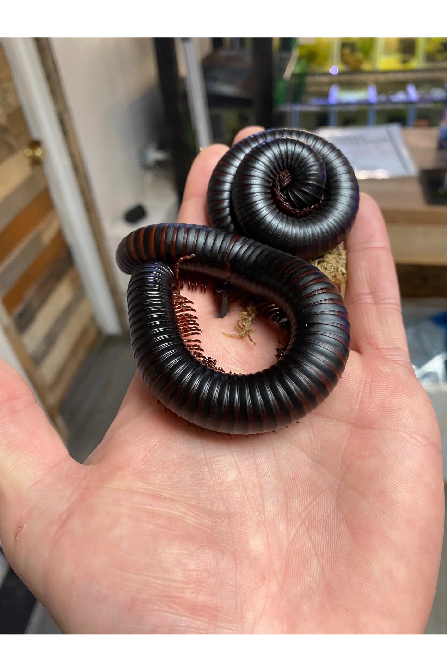 Giant African Millipede