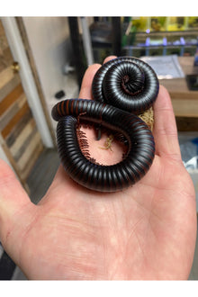 Giant African Millipede