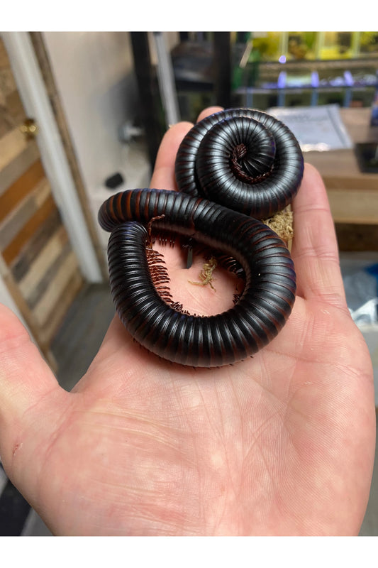 Giant African Millipede