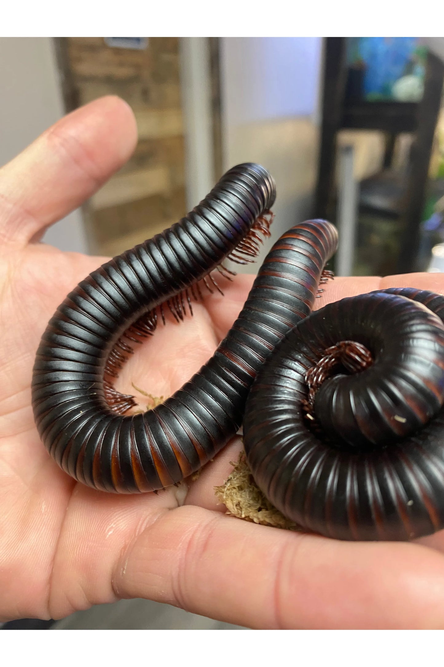 Giant African Millipede