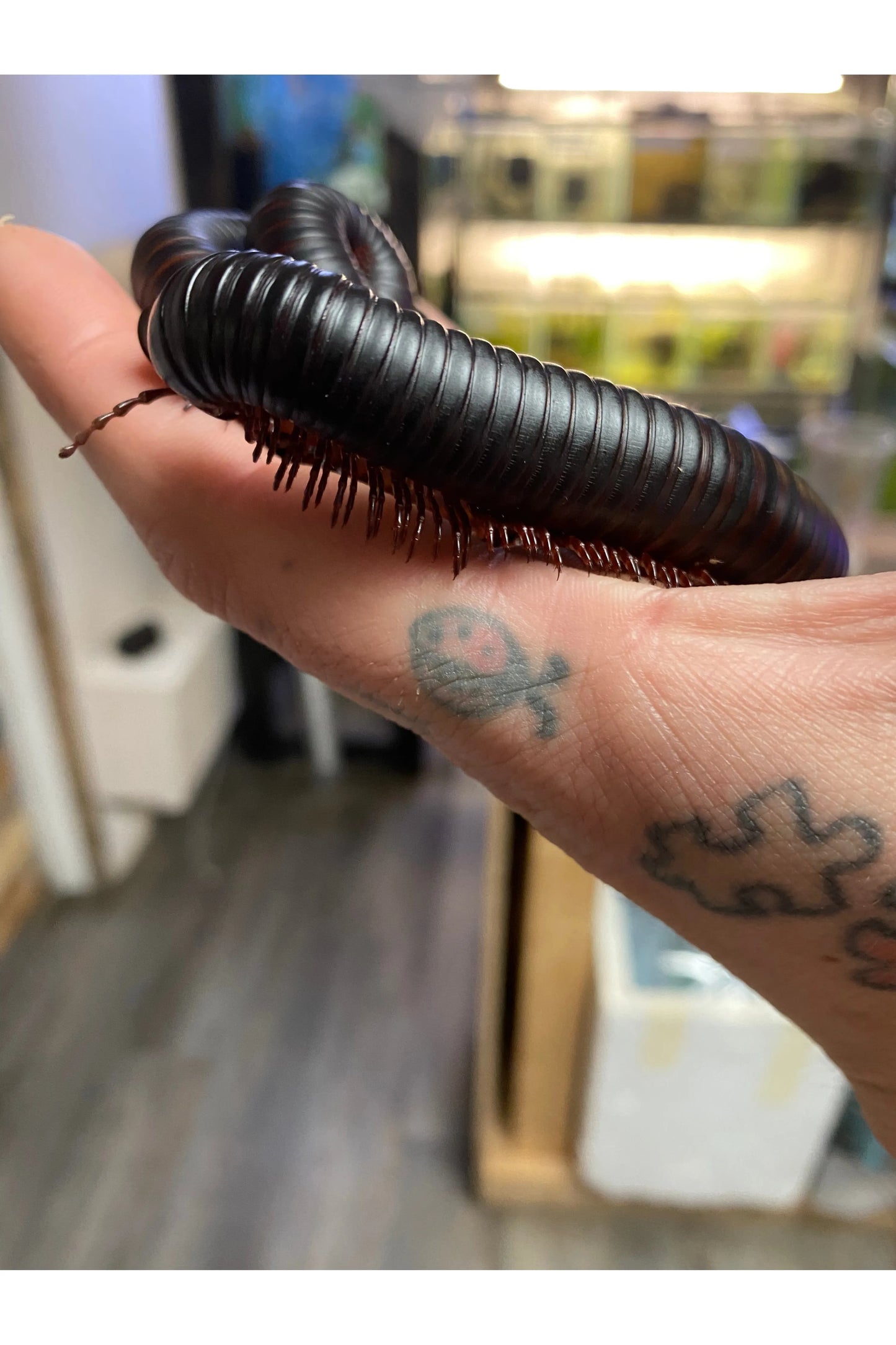 Giant African Millipede