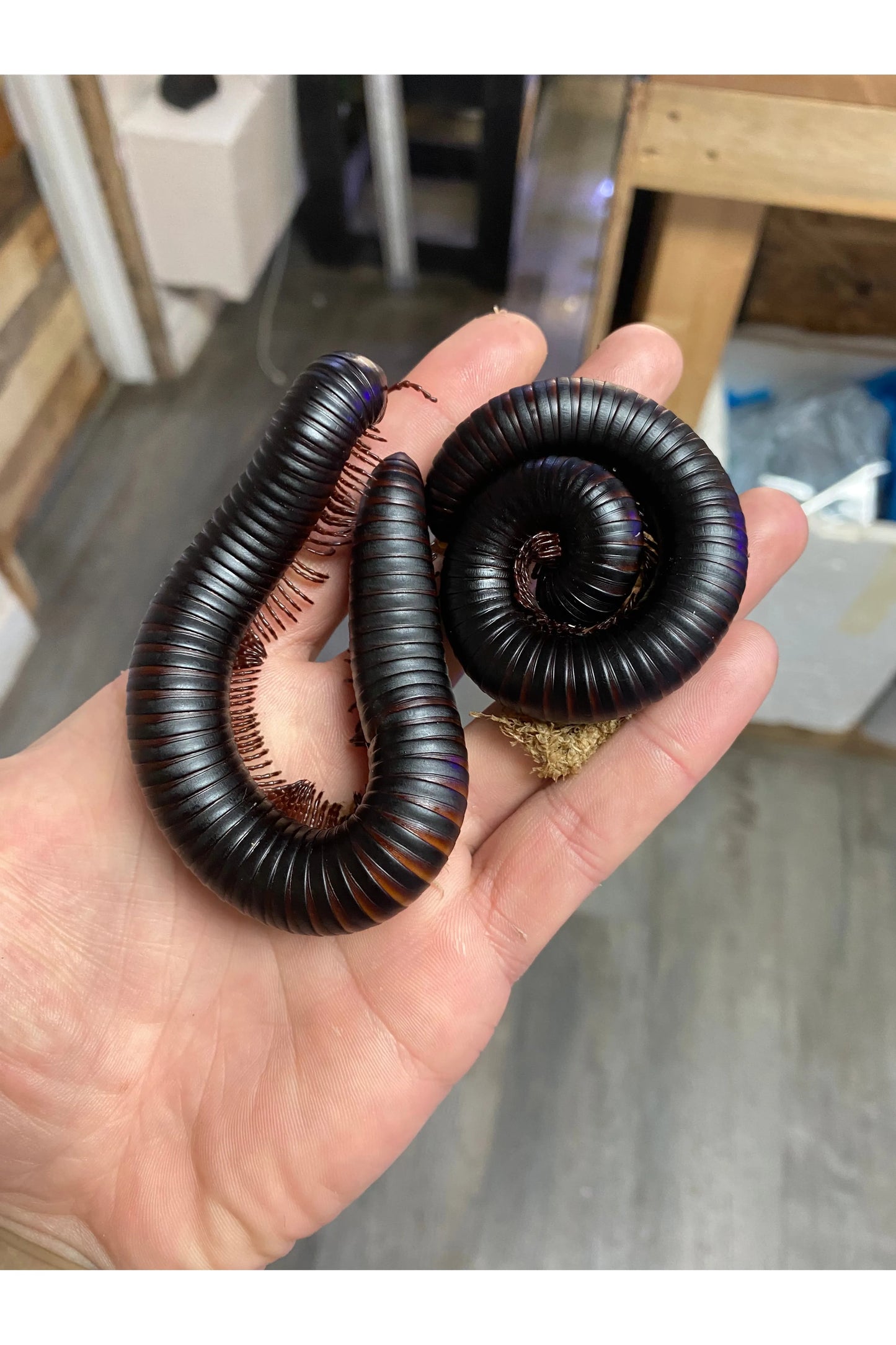 Giant African Millipede