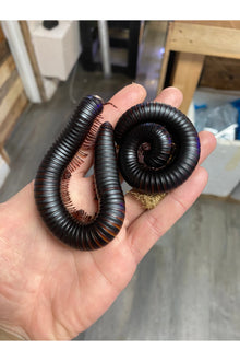 Giant African Millipede