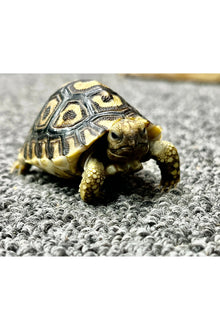 Leopard Tortoise - Hatchling