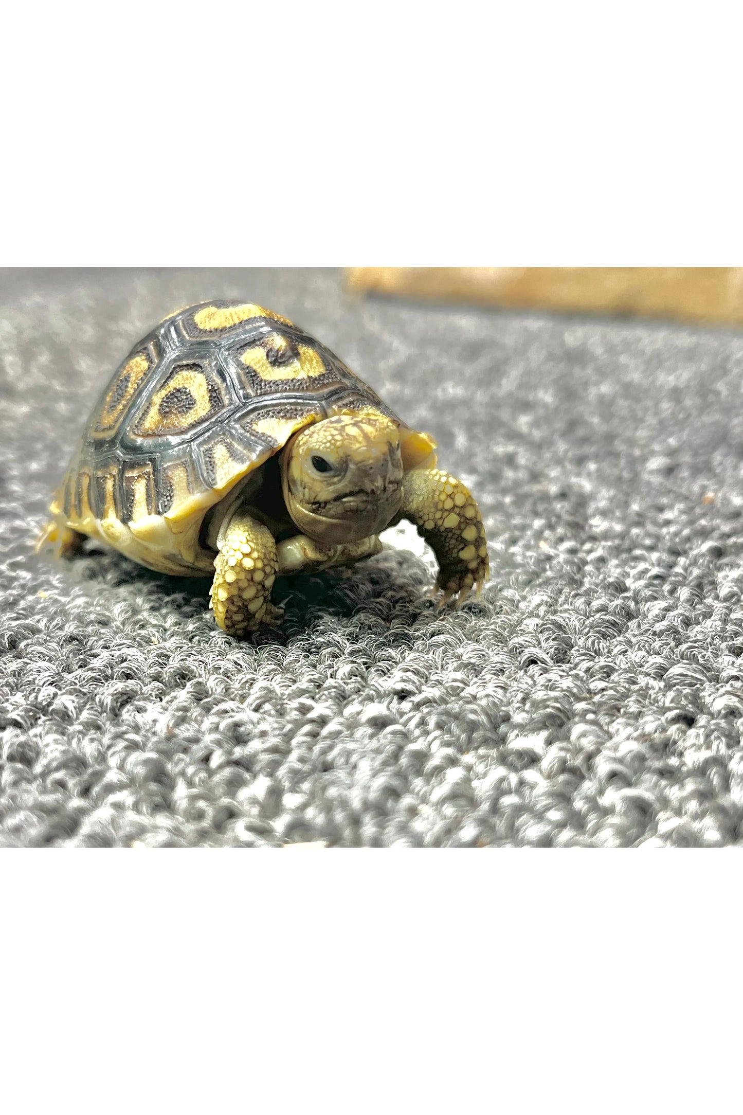 Leopard Tortoise - Hatchling
