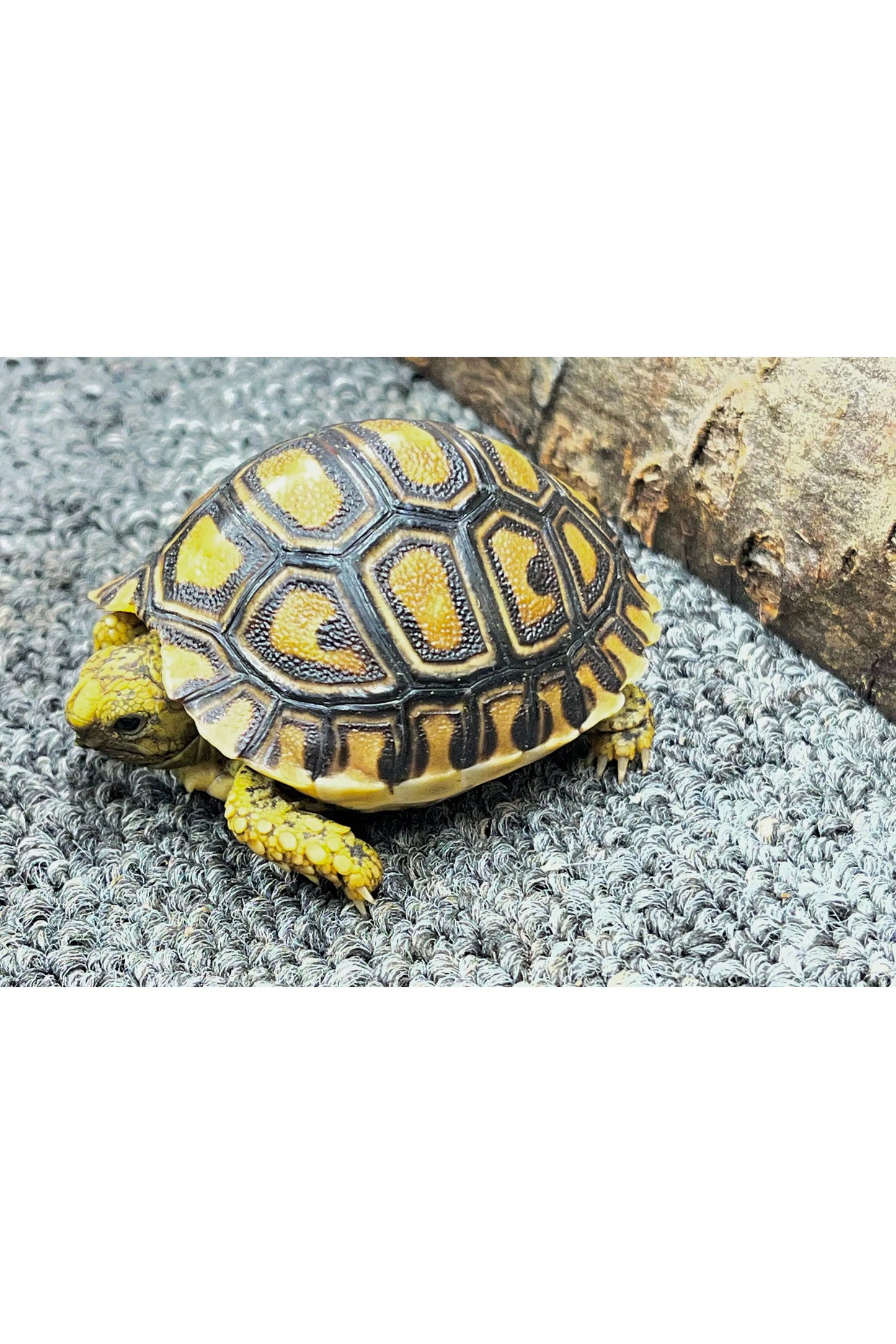Leopard Tortoise - Hatchling