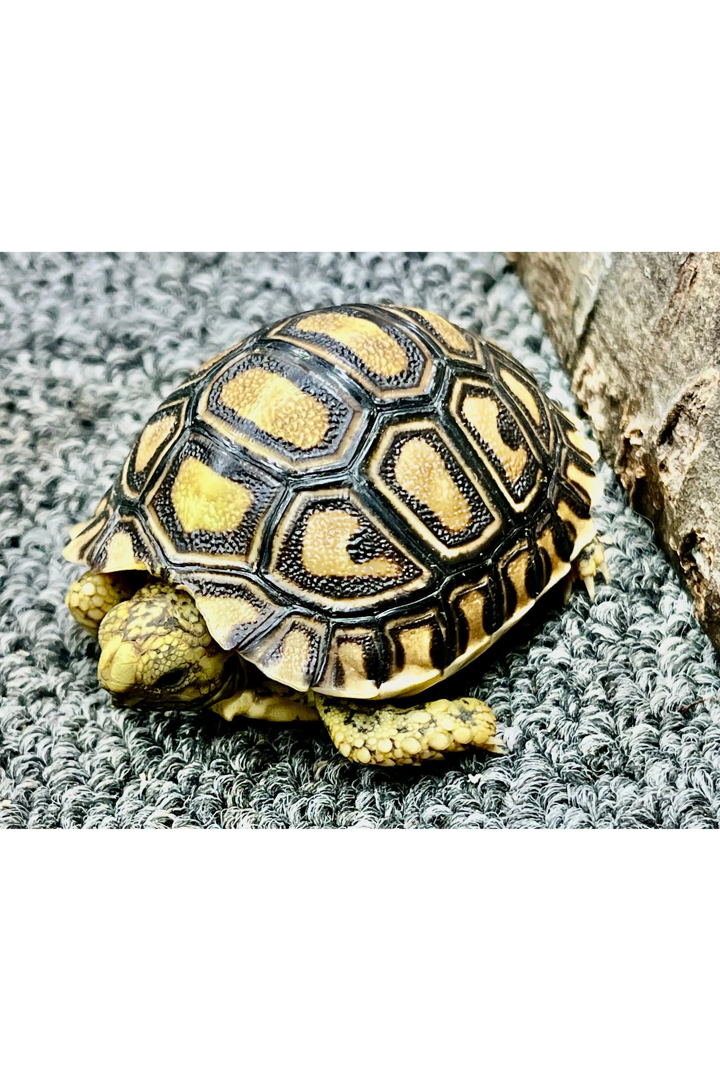 Leopard Tortoise - Hatchling