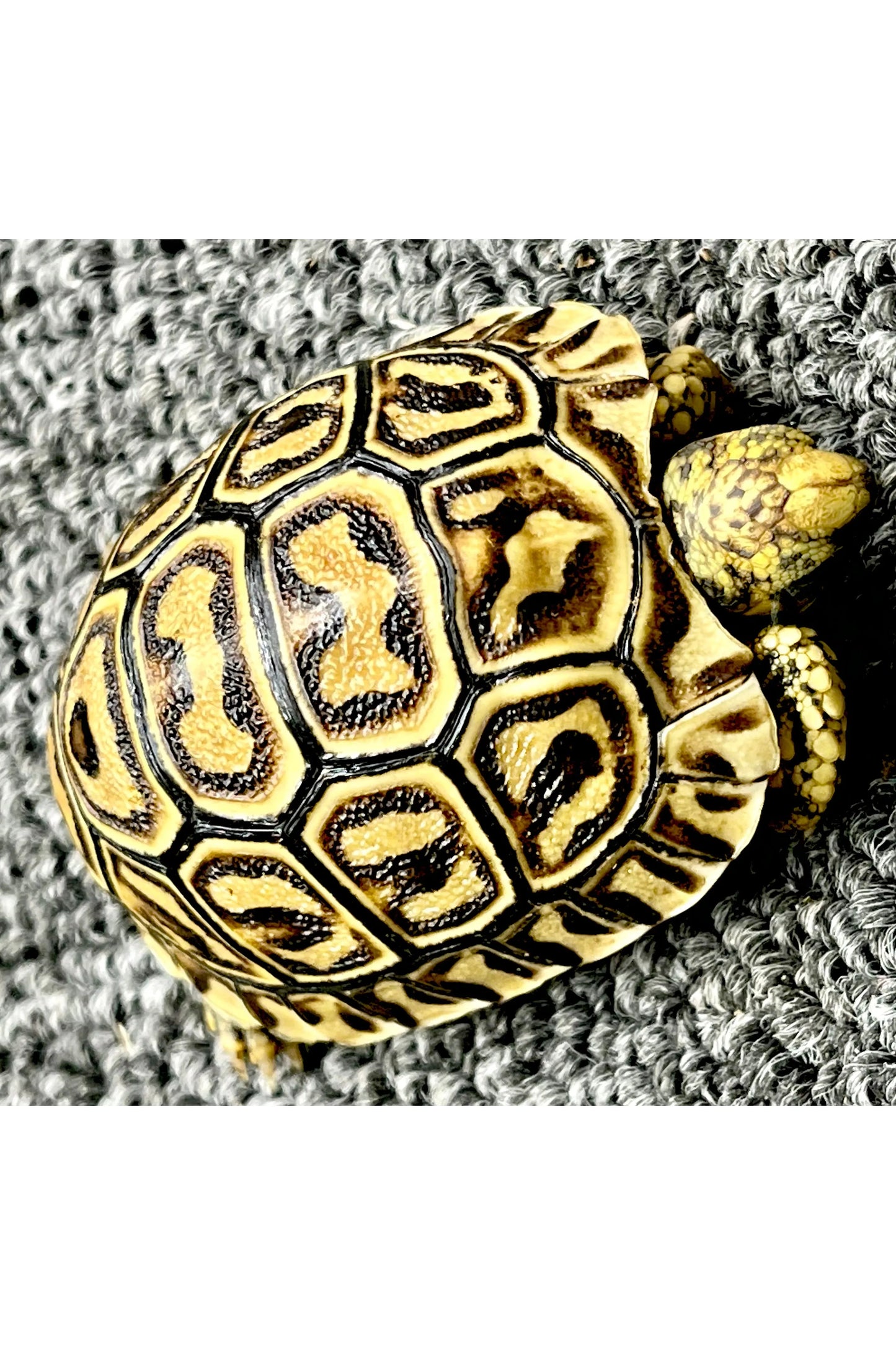 Leopard Tortoise - Hatchling