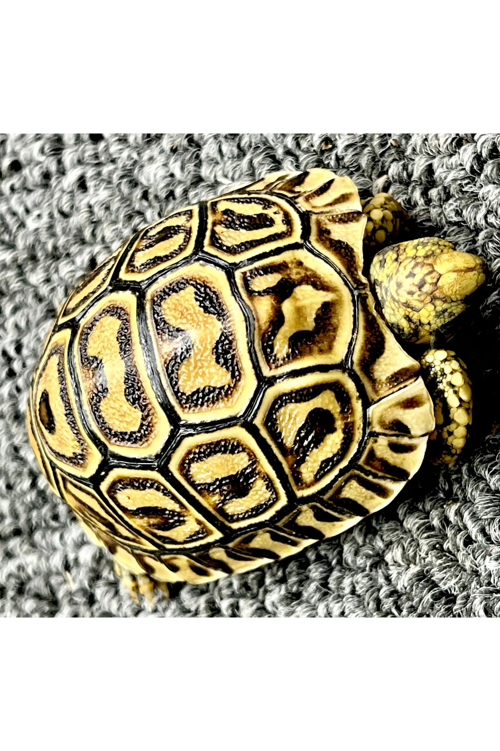 Leopard Tortoise - Hatchling