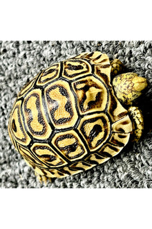 Leopard Tortoise - Hatchling