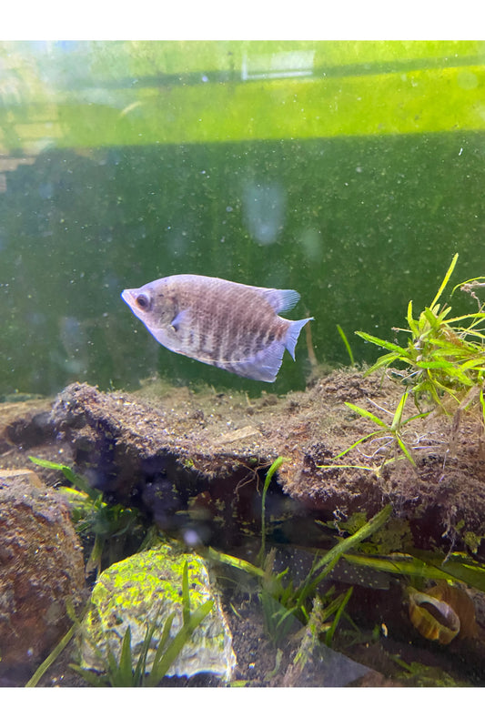 Giant Gourami - 3"