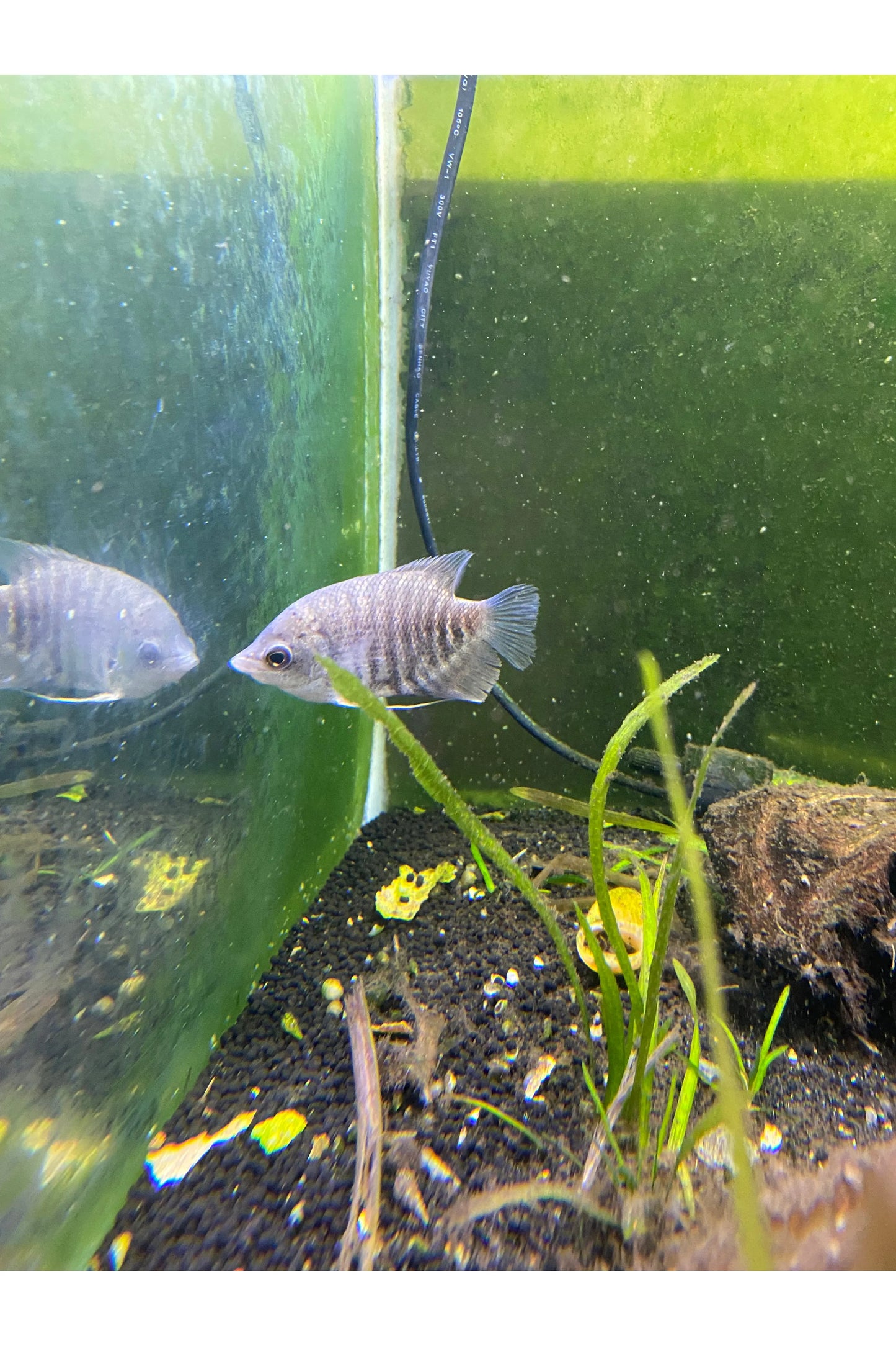 Giant Gourami - 3"
