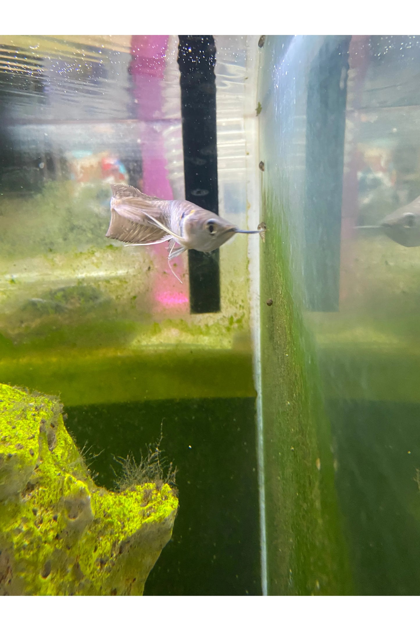 Silver Arowana - 4"