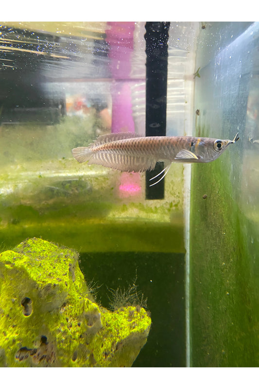 Silver Arowana - 4"
