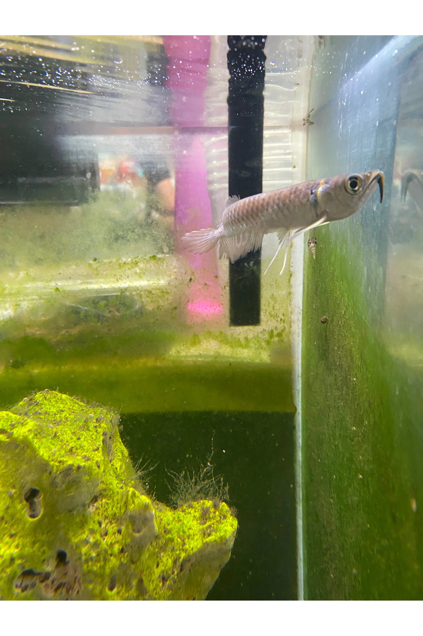 Silver Arowana - 4"