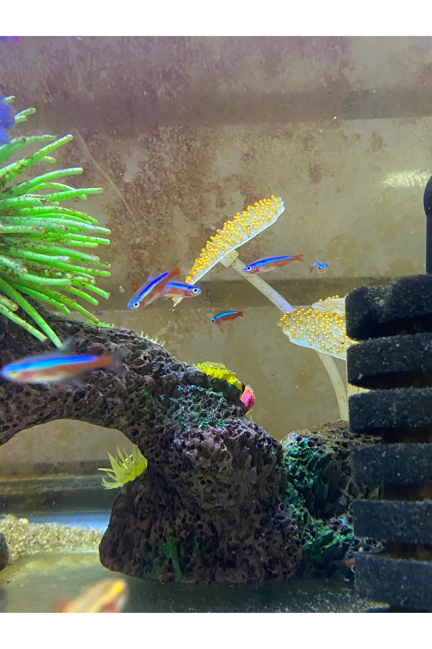 Cardinal Tetra
