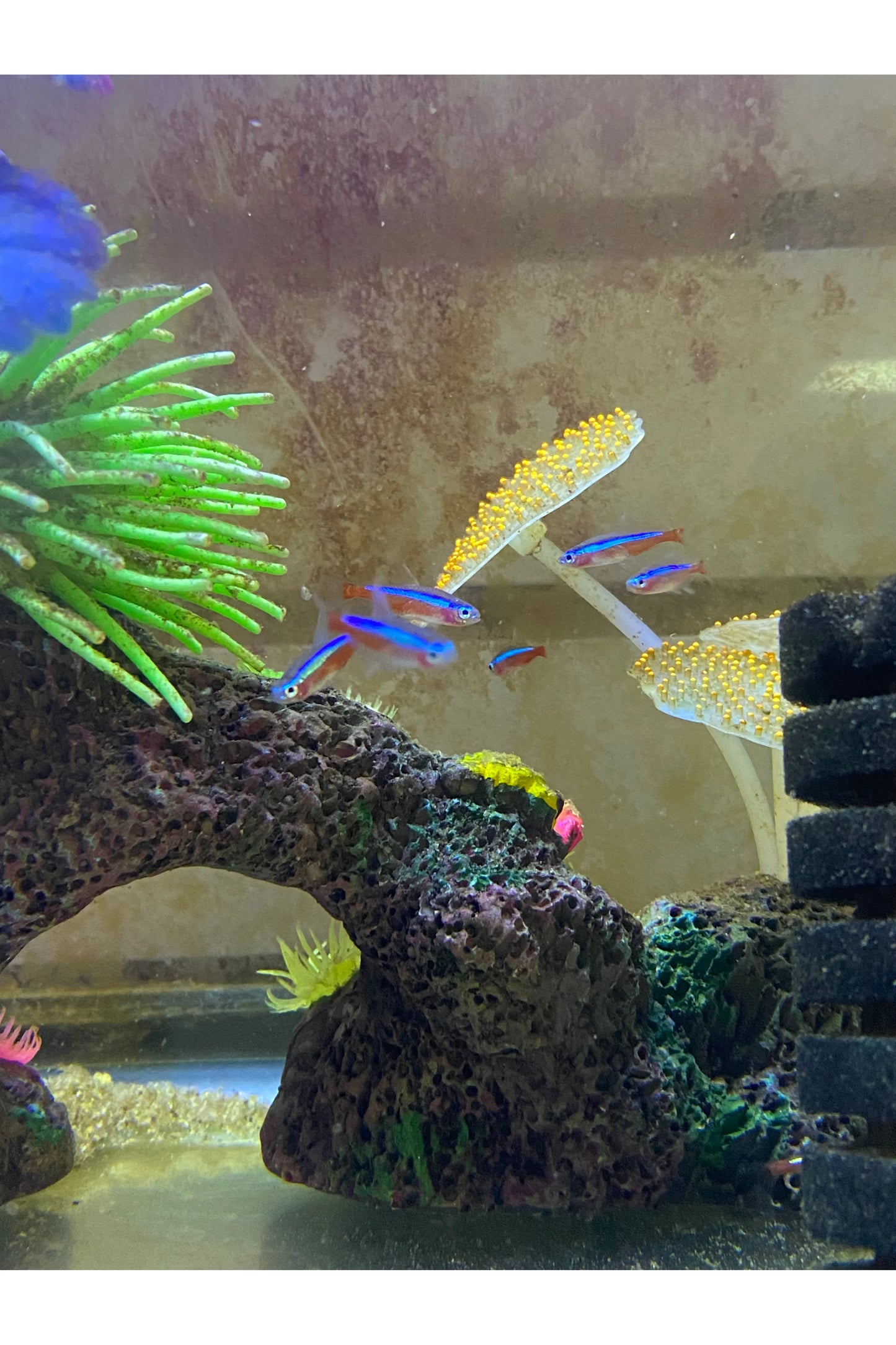 Cardinal Tetra