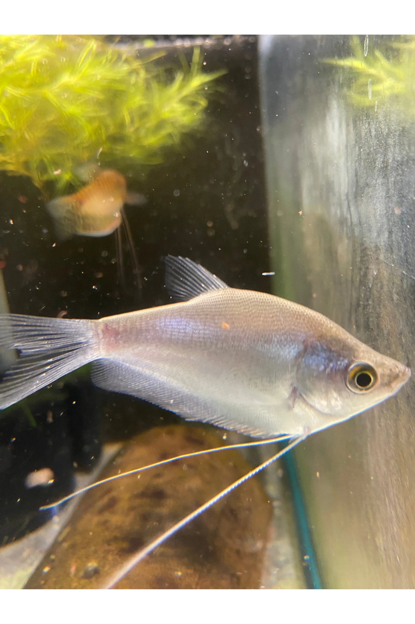 Moonlight Gourami
