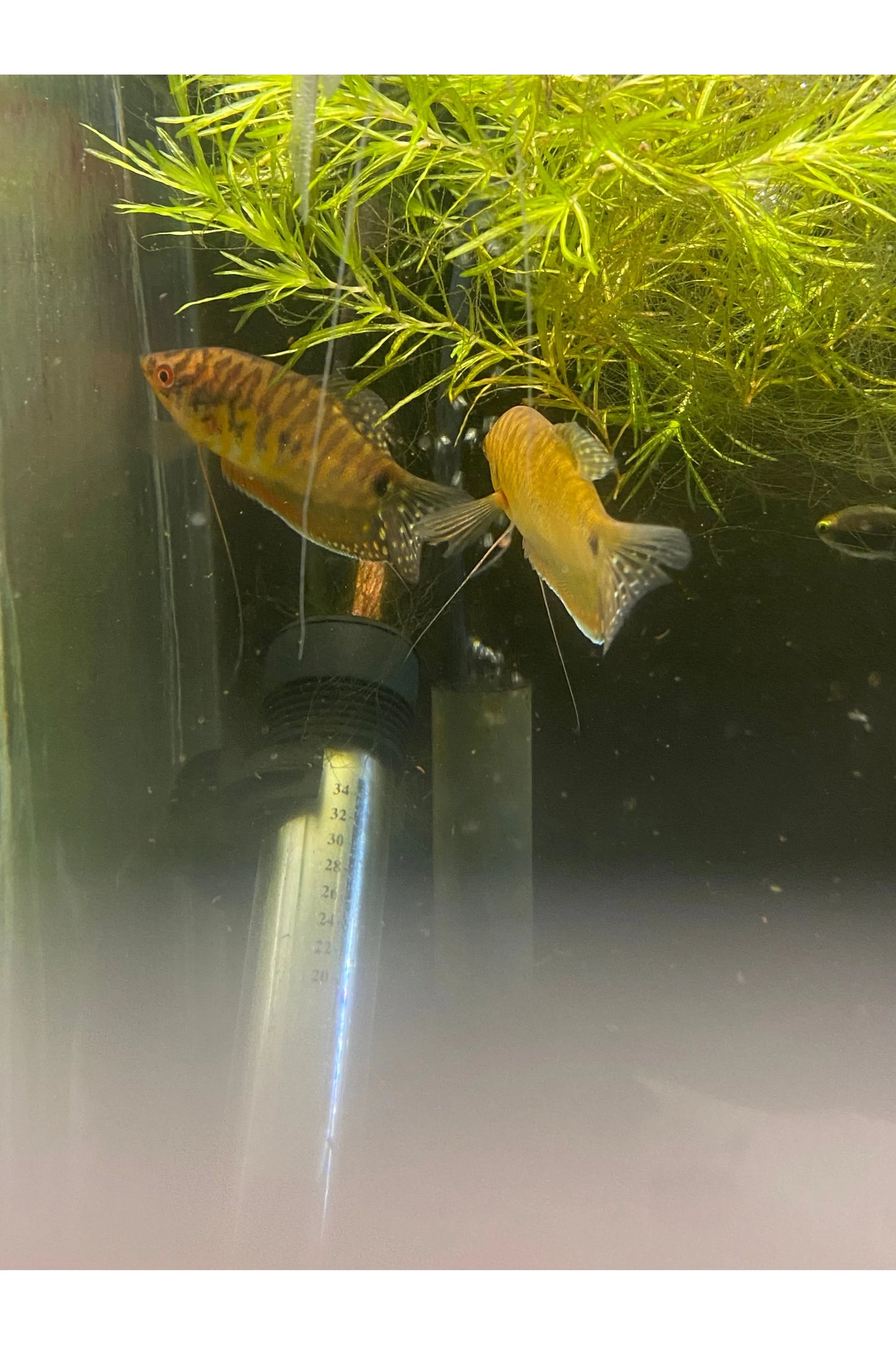 Gold Gourami