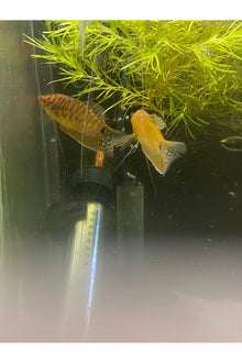 Gold Gourami