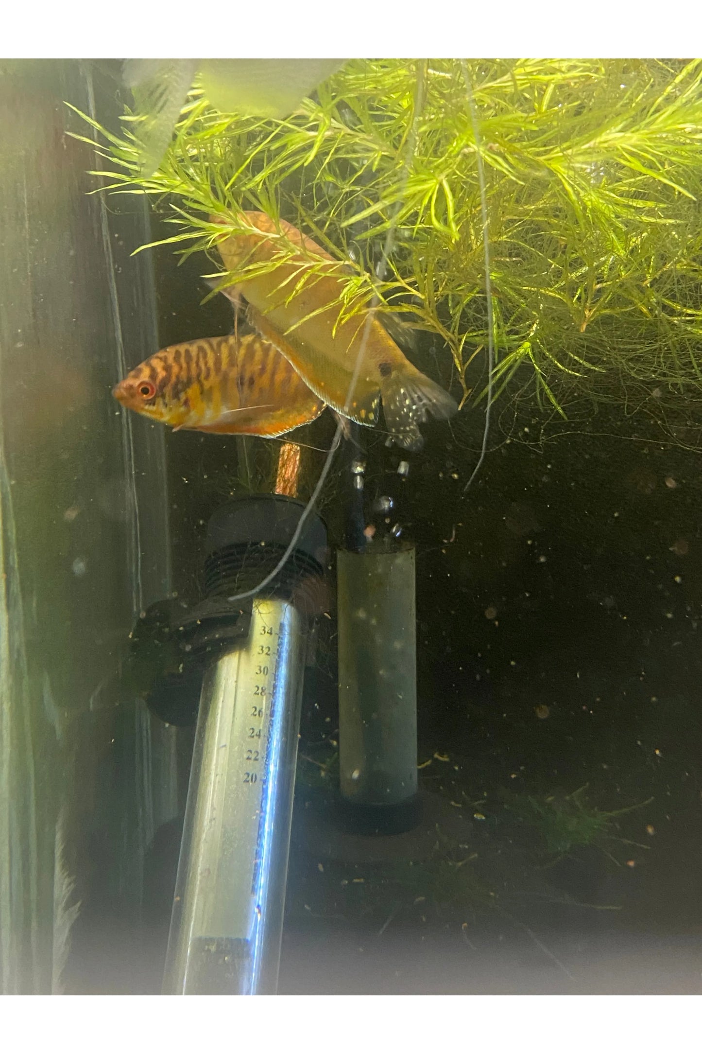 Gold Gourami
