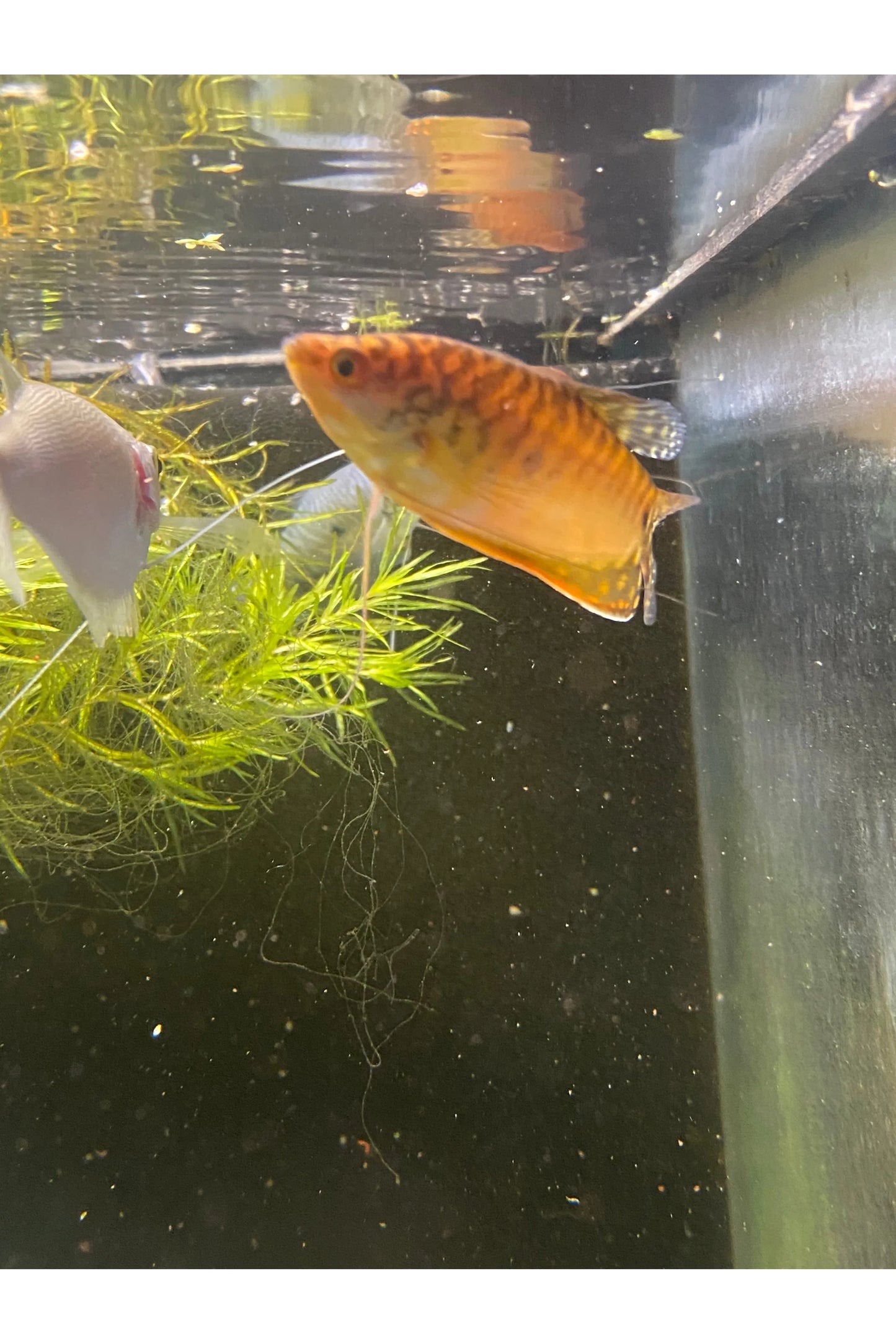 Gold Gourami