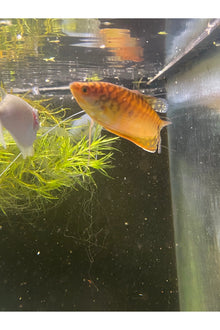 Gold Gourami