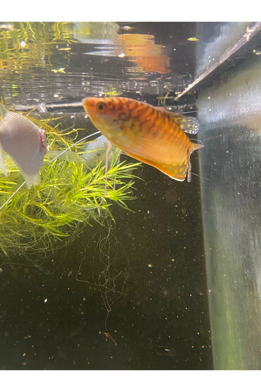 Gold Gourami