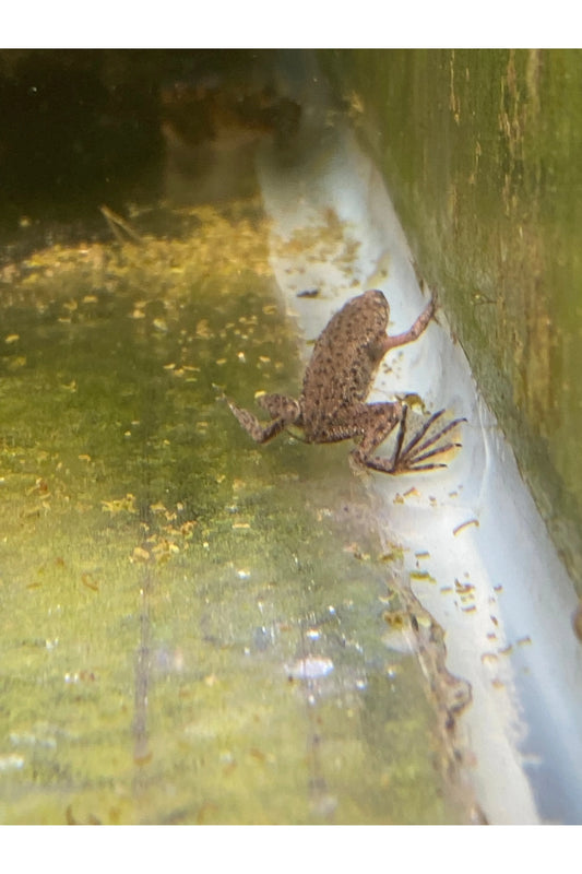 Dwarf Frog
