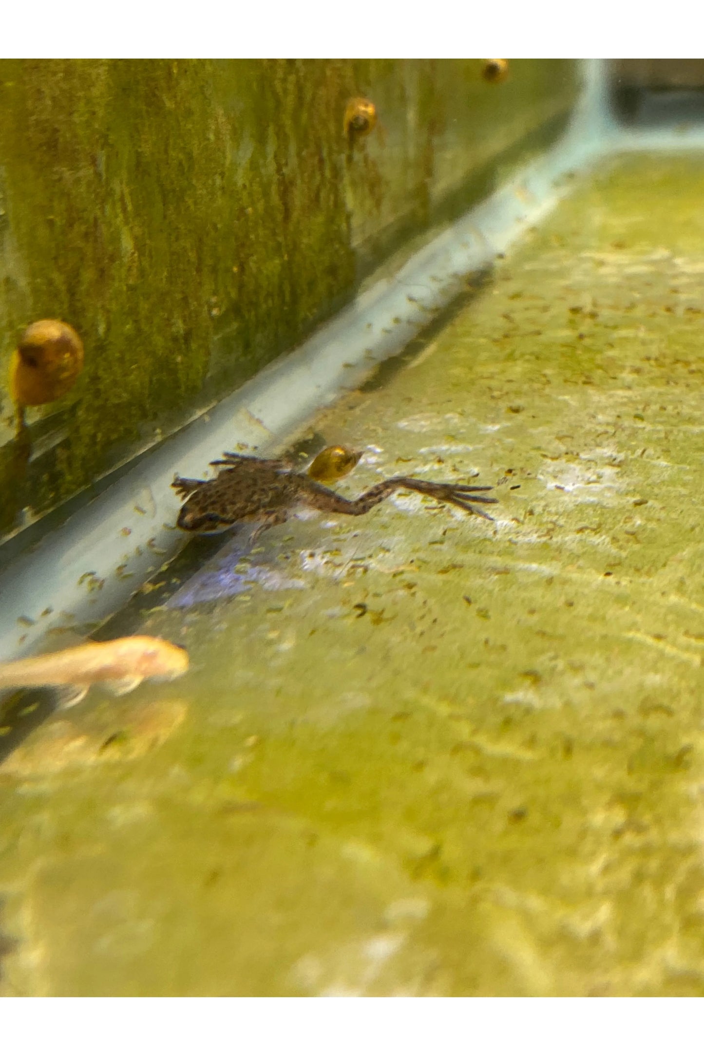 Dwarf Frog