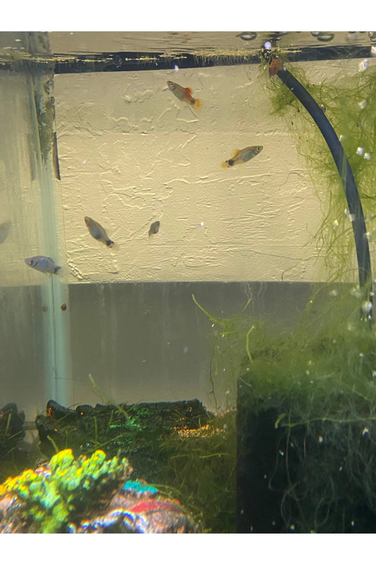 Assorted Platy