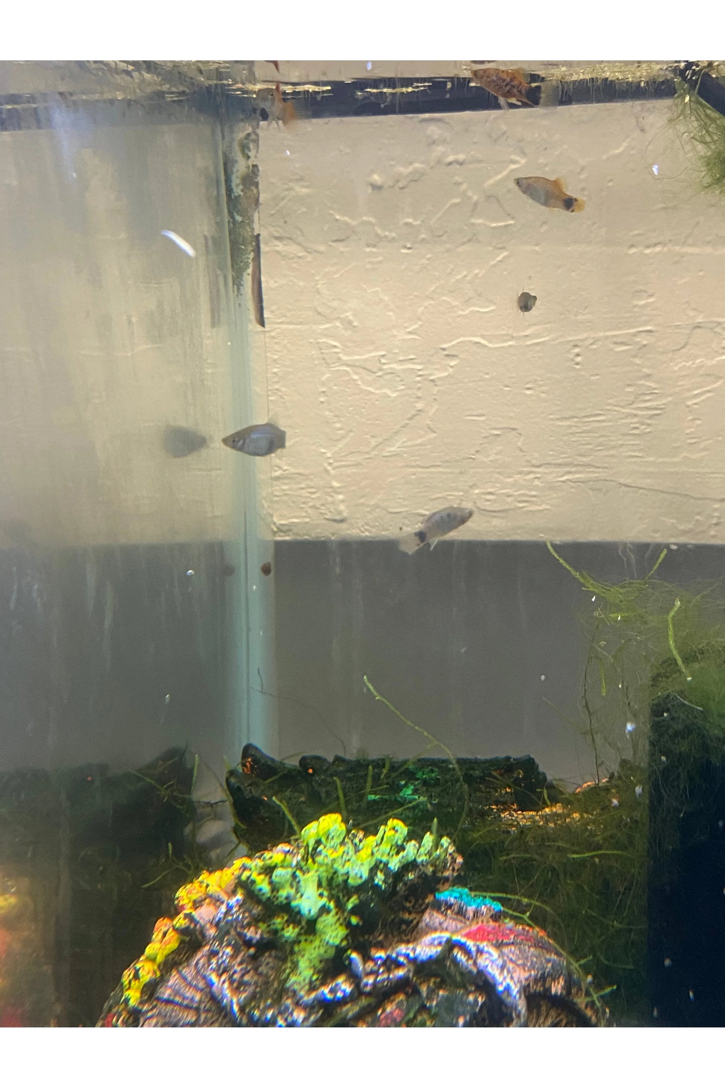 Assorted Platy
