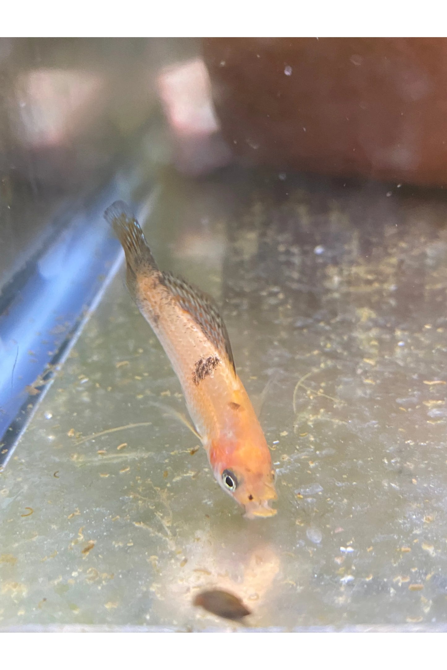 Sailfin Molly