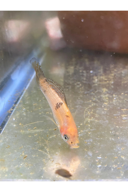 Sailfin Molly