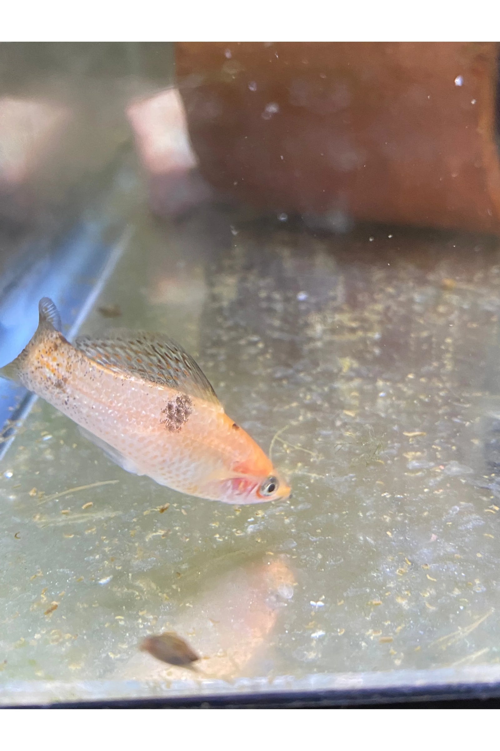 Sailfin Molly