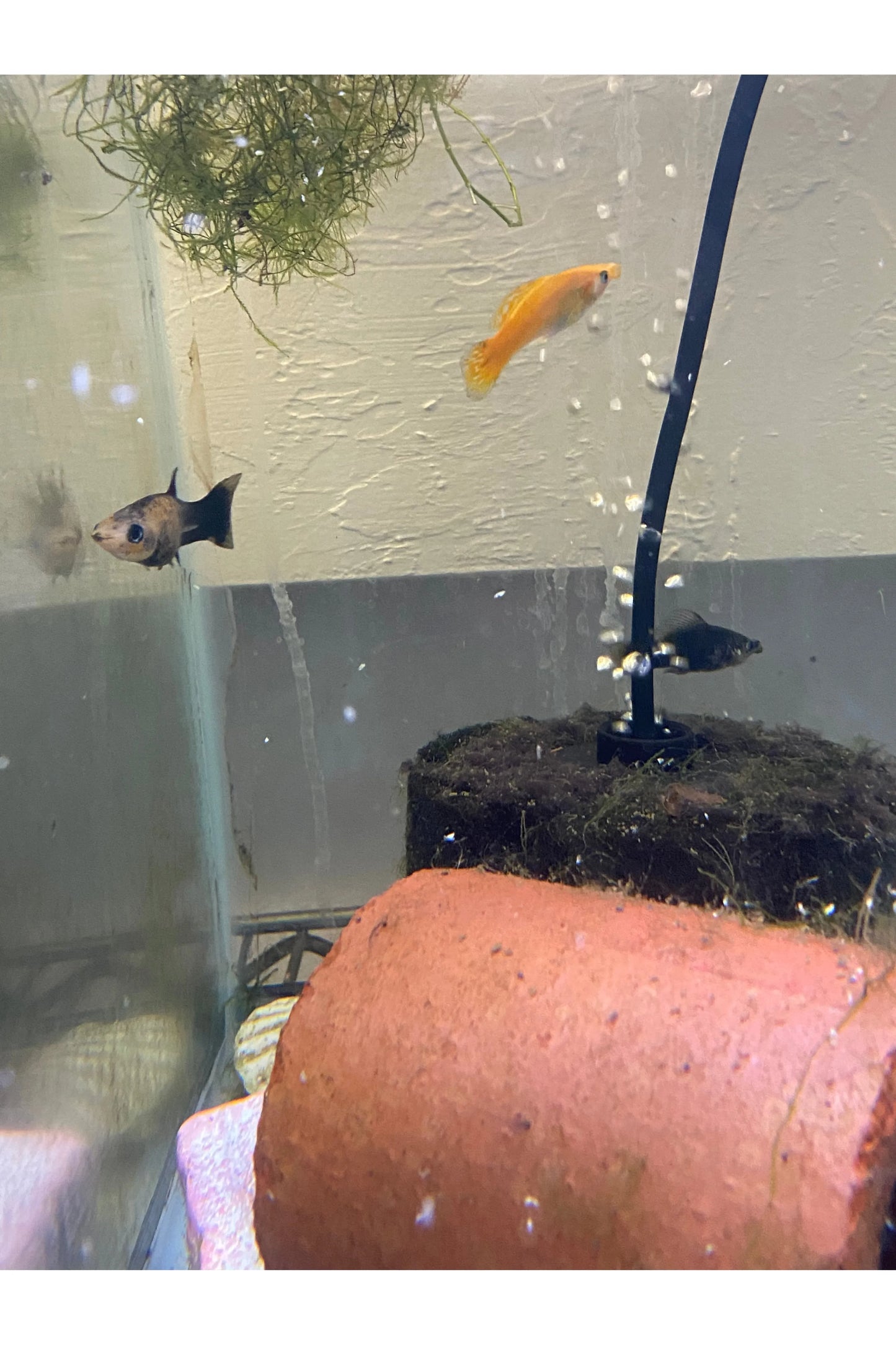 Sailfin Molly
