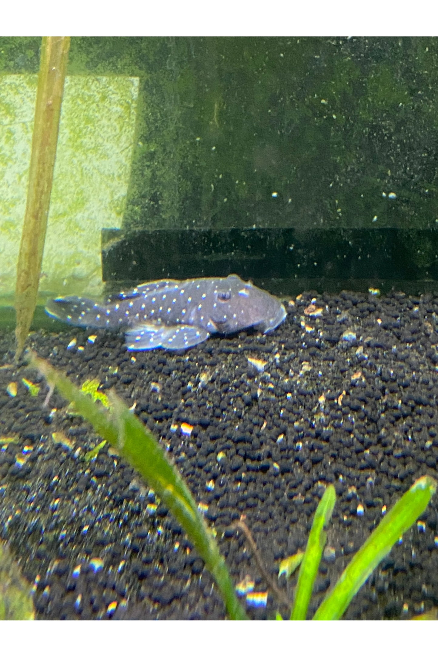 Peppermint Pleco L-031