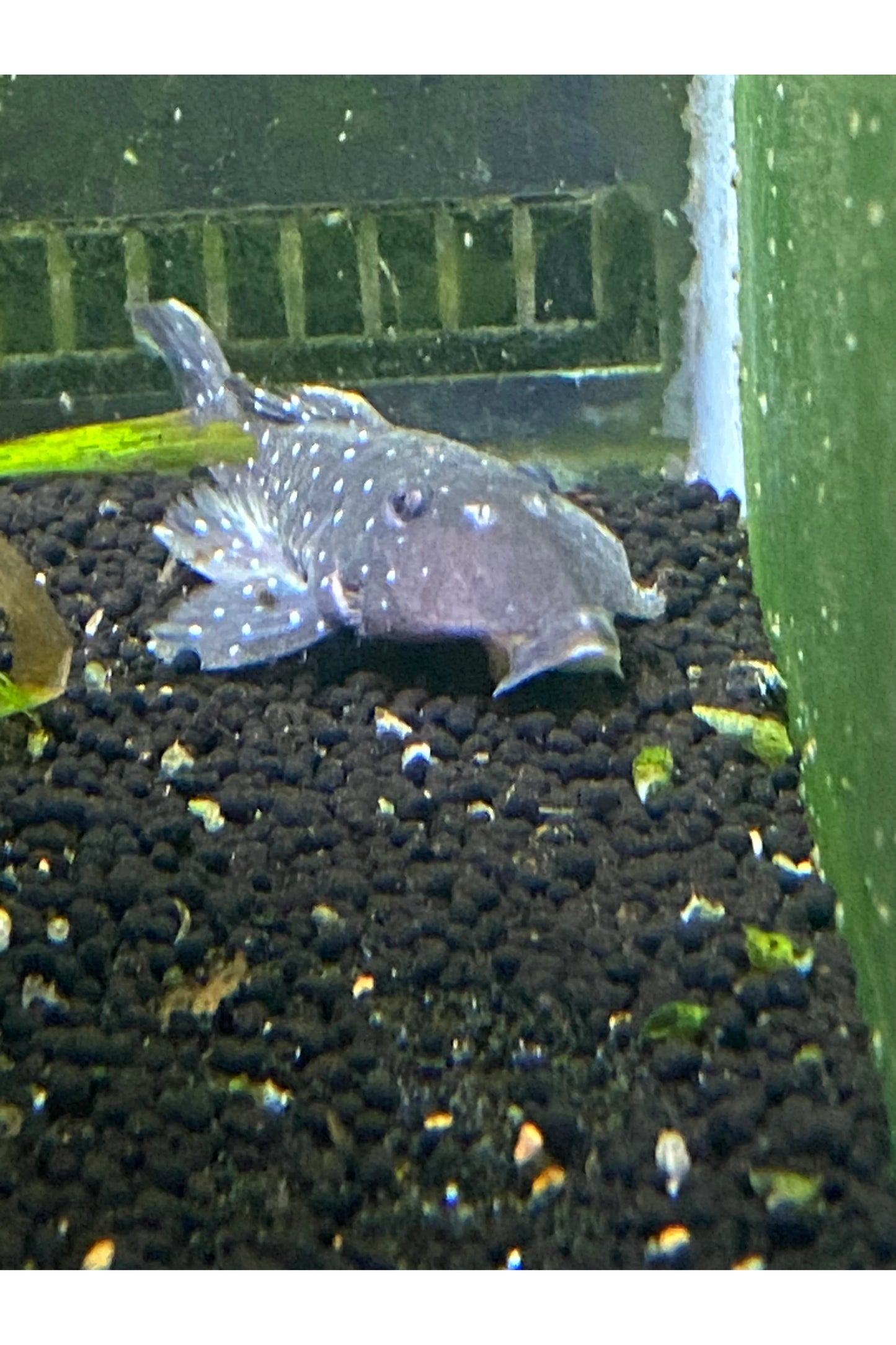 Peppermint Pleco L-031