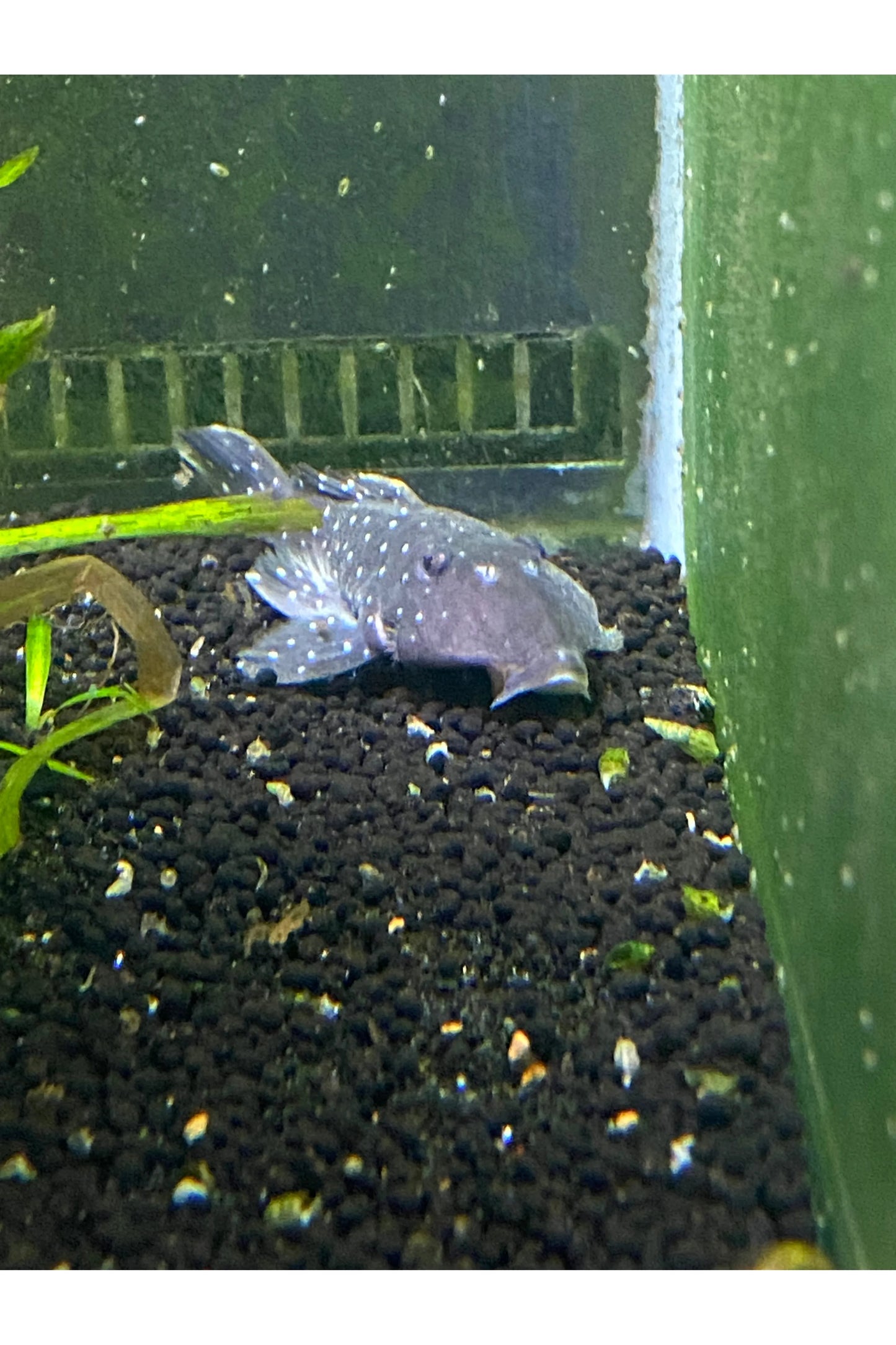 Peppermint Pleco L-031