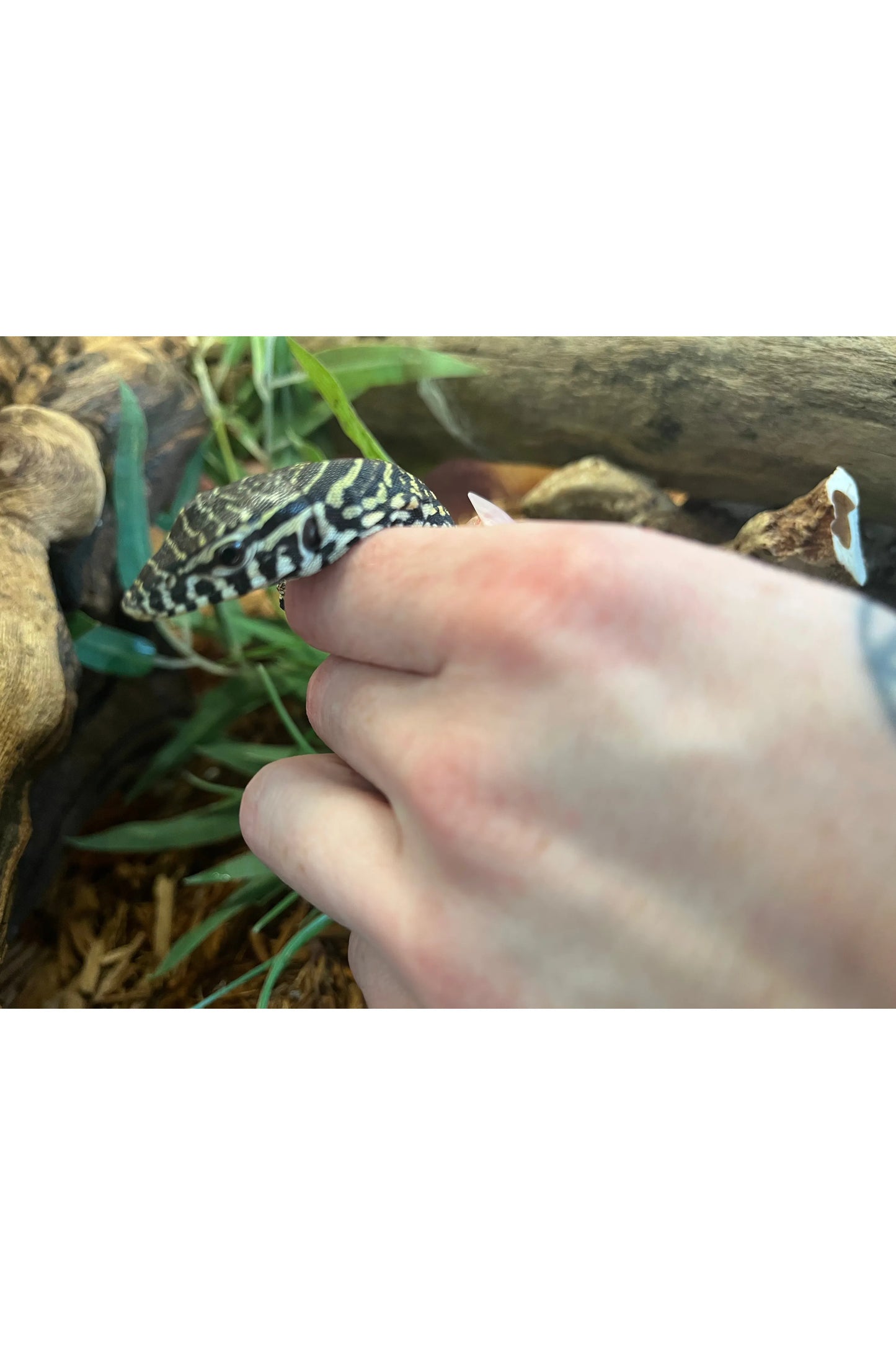Nile Monitor - Hatchling