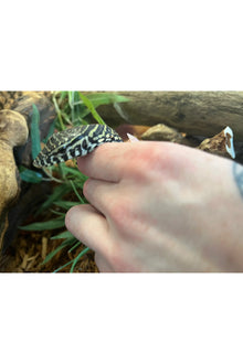Nile Monitor - Hatchling