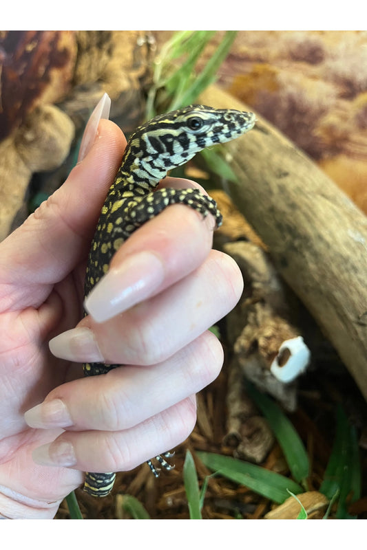Nile Monitor - Hatchling