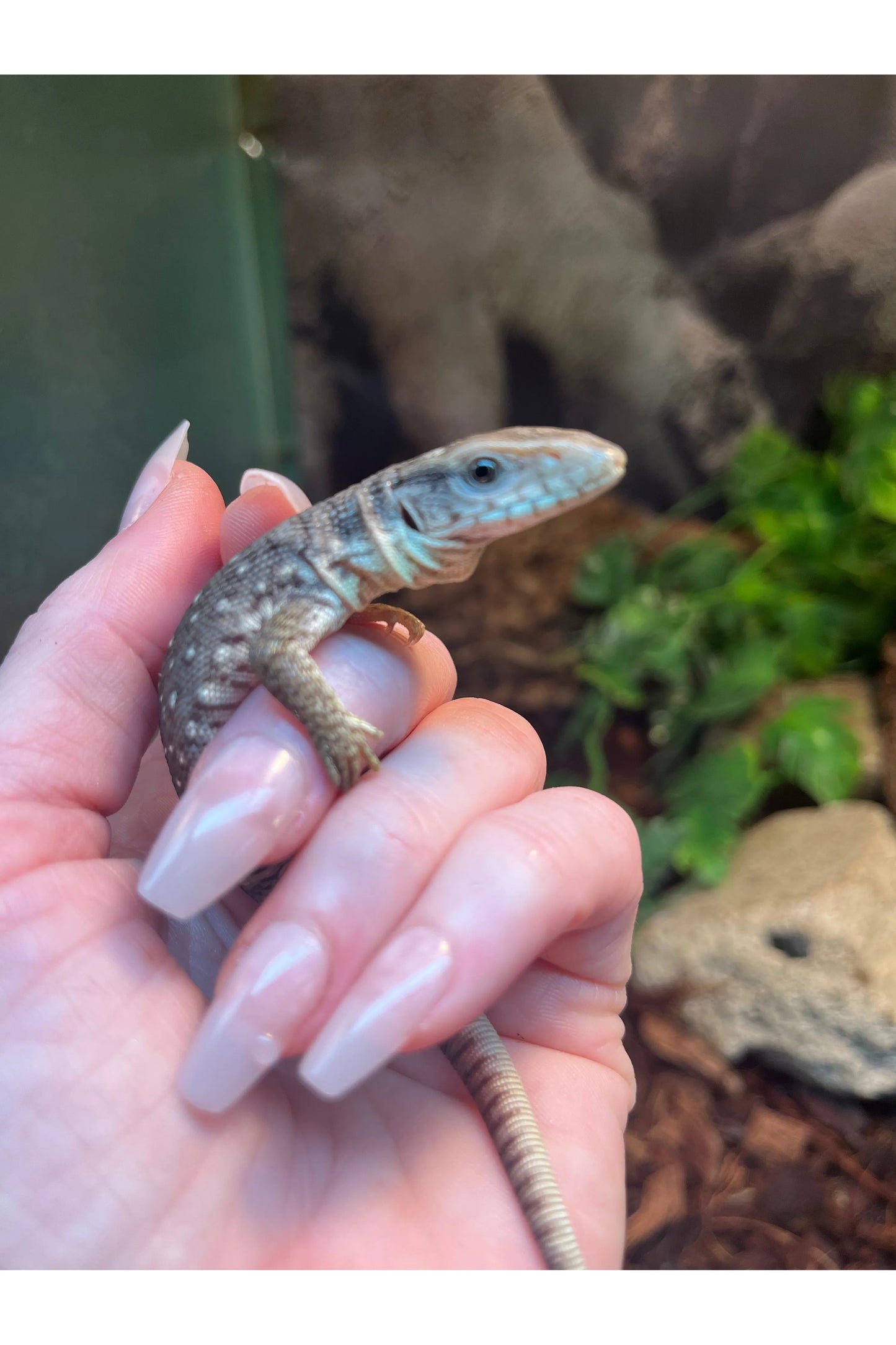 Savannah Monitor - Hatchling