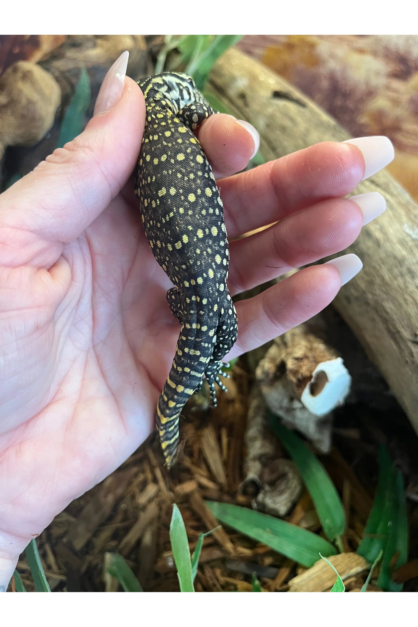 Nile Monitor - Hatchling