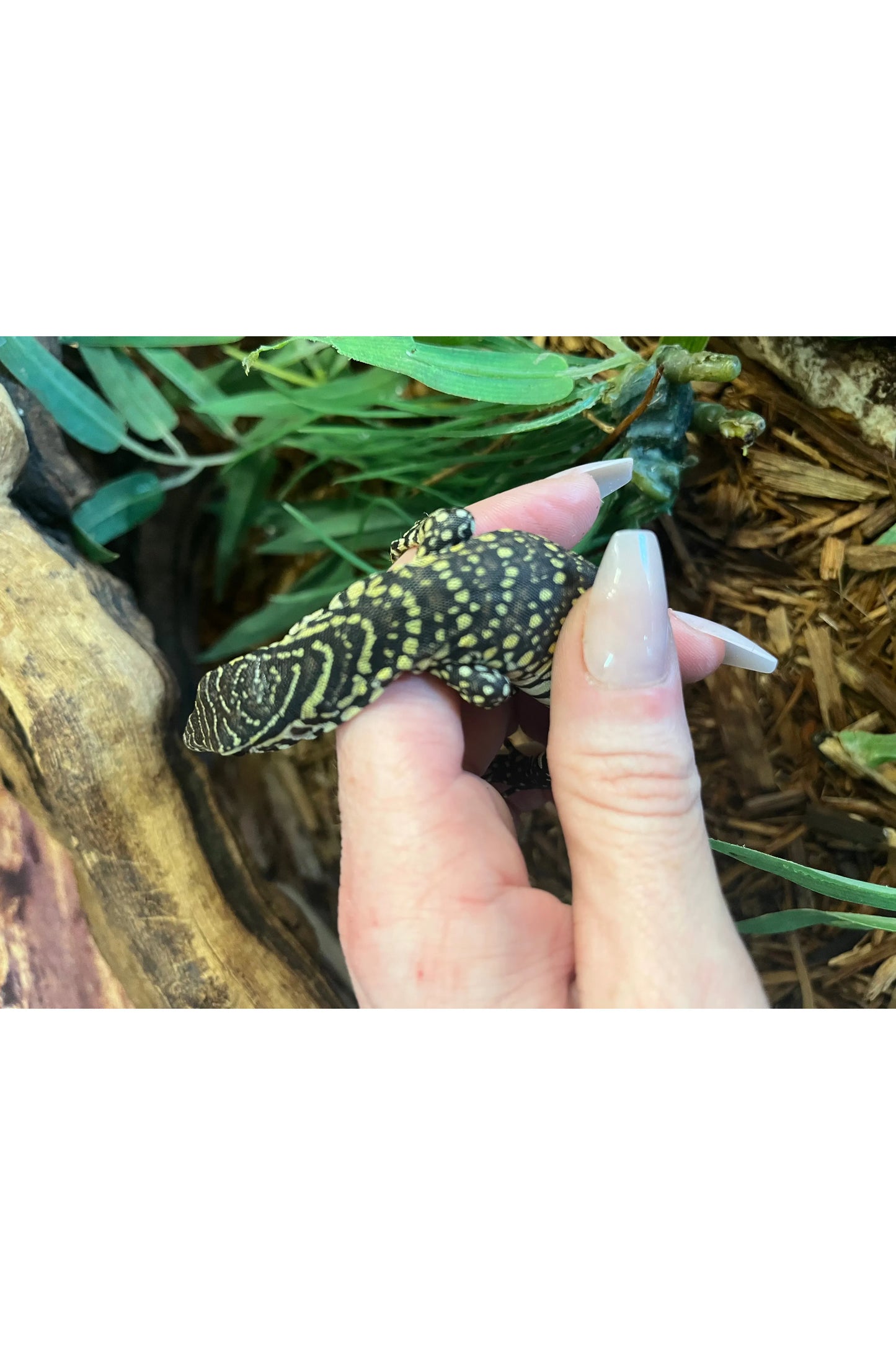 Nile Monitor - Hatchling