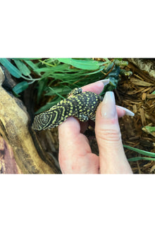 Nile Monitor - Hatchling